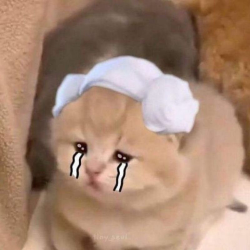 Ảnh meme mèo khóc ngơ ngác, biểu cảm thất thần và mất định hướng.