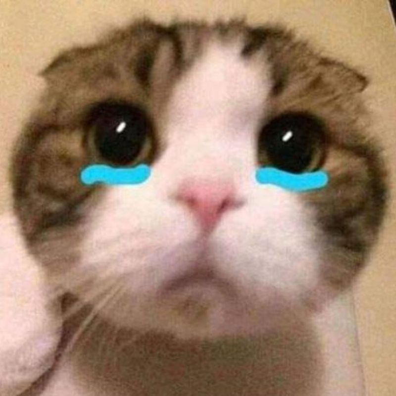 Hình meme mèo yếu ớt, mắt long lanh, lông rối, mặt gục vào tay.