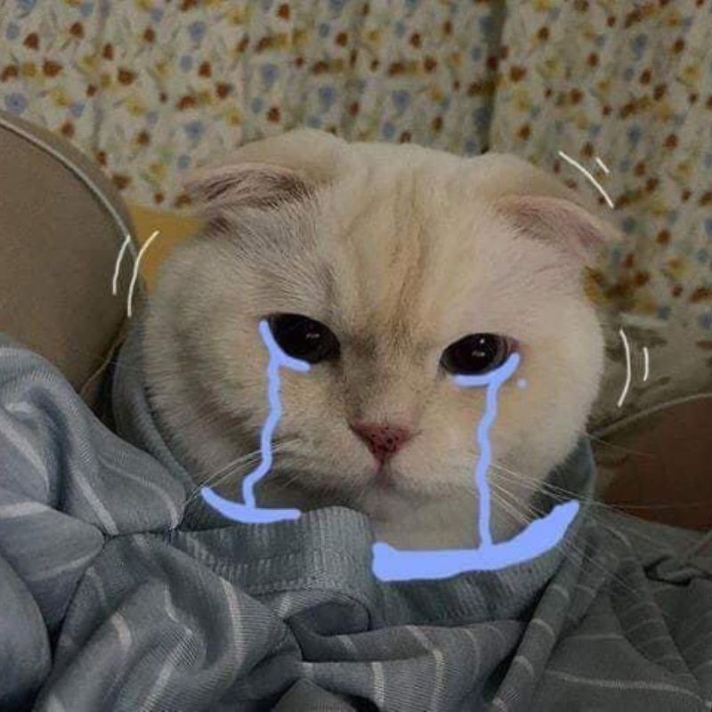 Ảnh meme mèo như đang khóc vì chia tay, mặt trầm buồn, ánh mắt đau đáu.