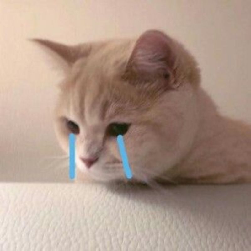 Ảnh meme mèo sầu não, mặt cúi thấp, ánh nhìn mờ mịt, ria xệ xuống.
