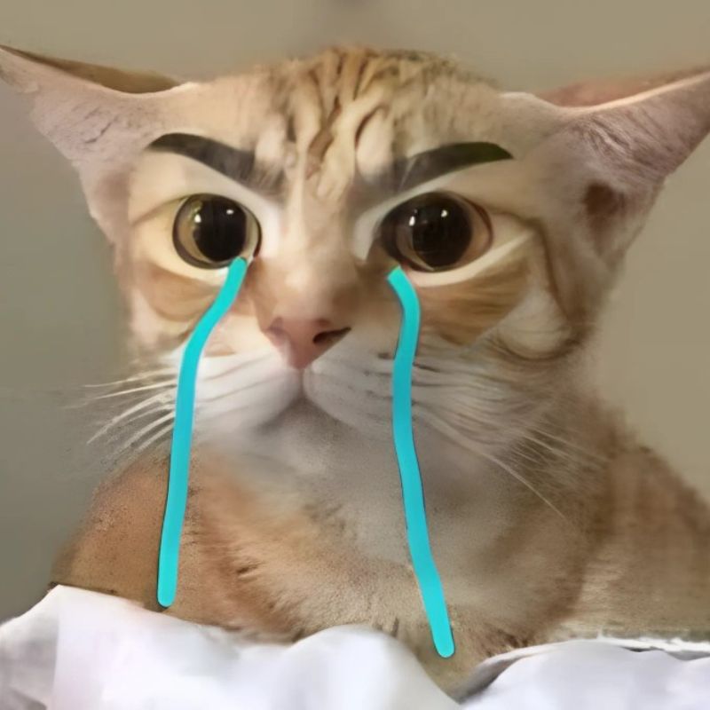 Hình meme mèo đượm buồn, ánh sáng nghiêng chiếu vào, làm nổi rõ ánh mắt đỏ hoe.