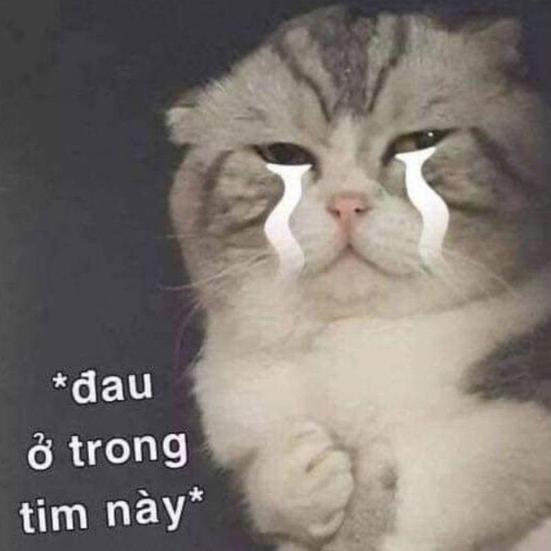 Ảnh meme mèo bối rối buồn, ngồi không yên, mặt biểu lộ nhiều tầng cảm xúc.