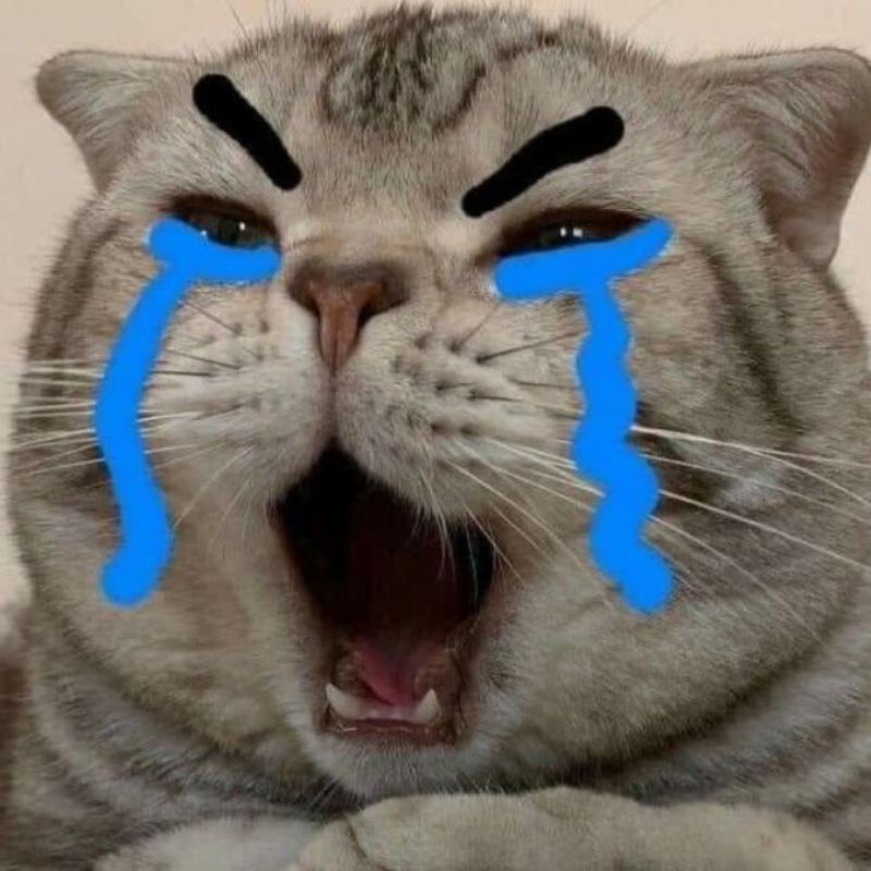 Hình meme mèo như sắp òa khóc, mũi nhăn, môi trề, tai dựng chênh vênh.