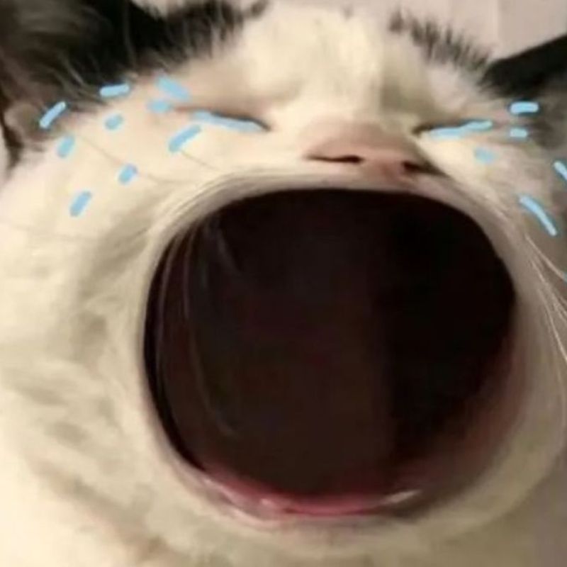 Ảnh meme mèo ngồi run rẩy, ánh mắt long lanh nước mắt, mặt co lại.