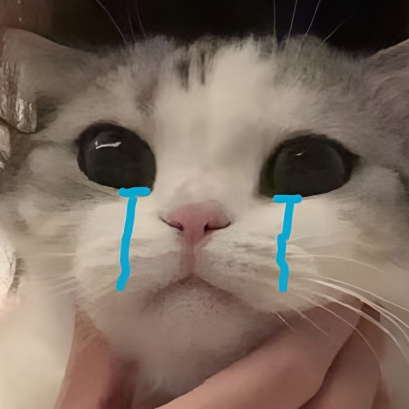 Hình meme mèo rơi lệ âm thầm, mặt nghiêng và lặng, ánh mắt rất xa xăm.