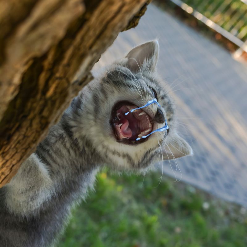 Ảnh meme mèo khóc nức nở, miệng mở lớn, hai mắt trào lệ, mặt nhăn.