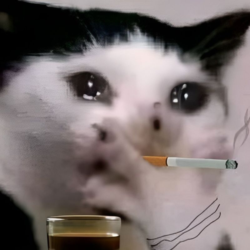 Hình meme mèo yếu đuối, trông mong manh, ánh mắt như đang cầu xin an ủi.