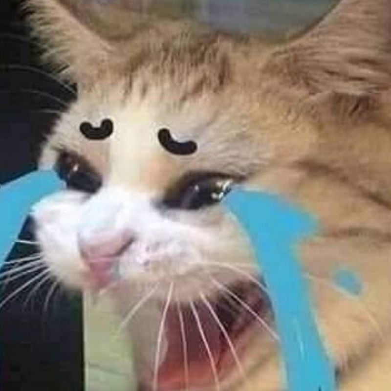 Ảnh meme mèo buồn nhẹ kiểu “tôi không sao đâu”, nhưng ánh mắt nói khác.