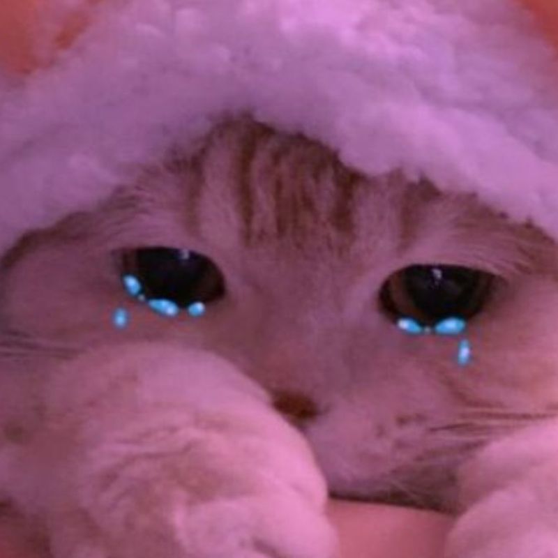 Hình meme mèo hụt hẫng, miệng run nhẹ, tai cụp, mắt như đang lặng lẽ khóc.