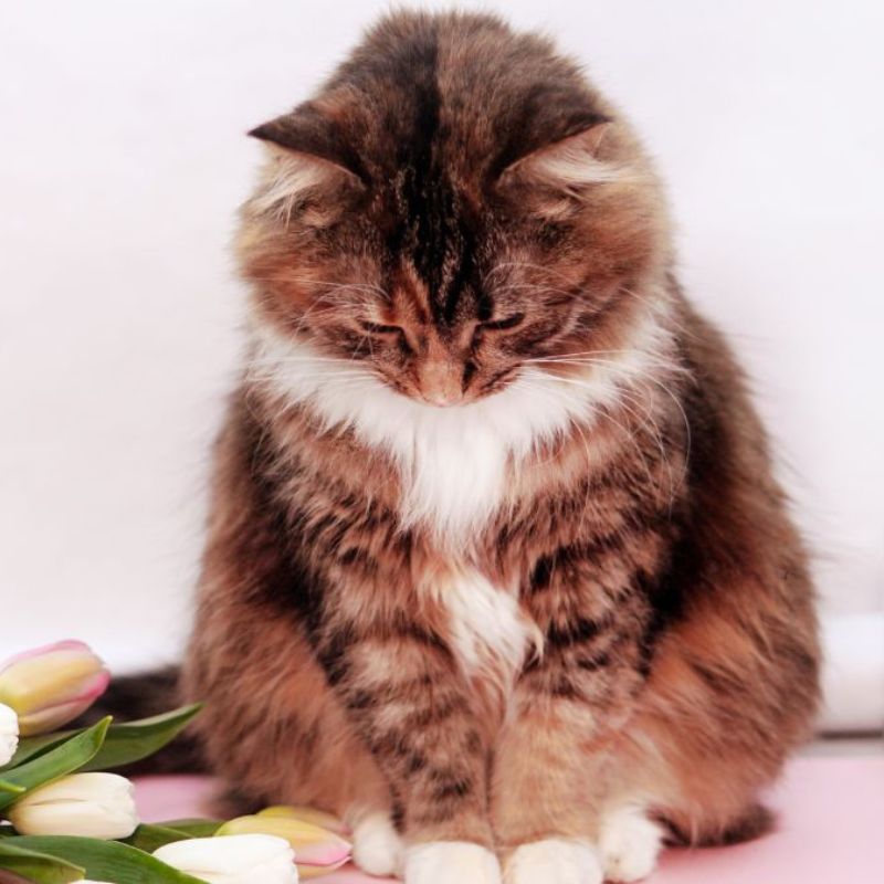 Hình meme mèo tuyệt vọng, mở mắt to đầy sợ hãi, nước mắt rơi nhẹ.