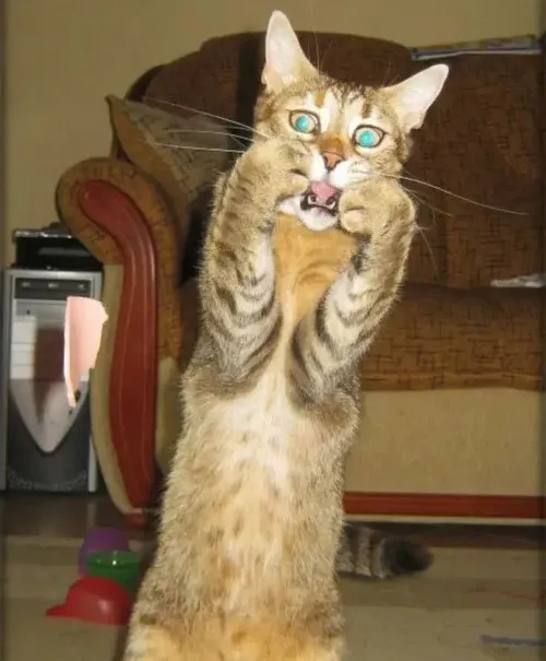 Ảnh vui mèo ôm đầu trong dáng vẻ chồm hỗm đầy căng thẳng