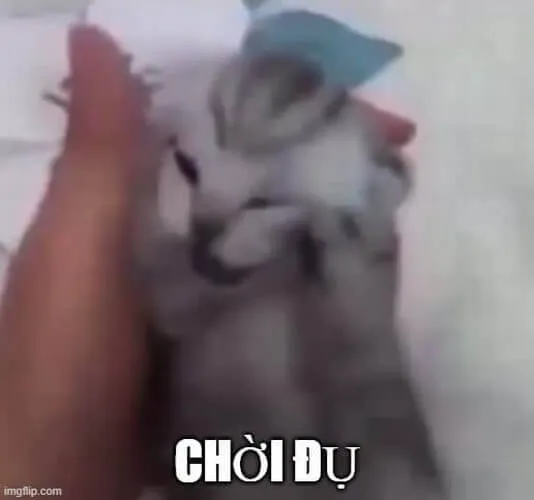 Ảnh meme vui mèo hoảng có đôi mắt mở to như sắp hét lên