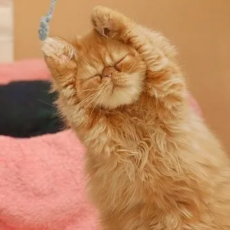 Hình meme vui mèo ôm đầu trong nhịp thở gấp đầy hoảng loạn