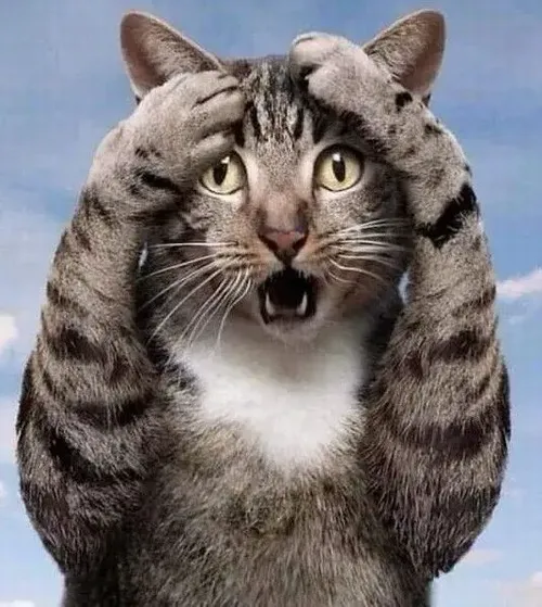 Ảnh troll mèo bối rối đứng trước chiếc sofa bừa bộn đầy ngột ngạt