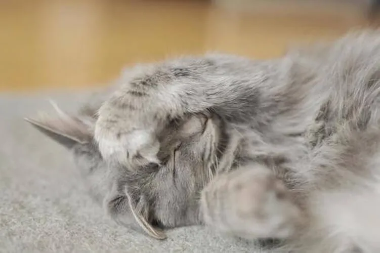 Khoảnh khắc mèo nhăn mặt tạo động tác co ro cực kì dí dỏm