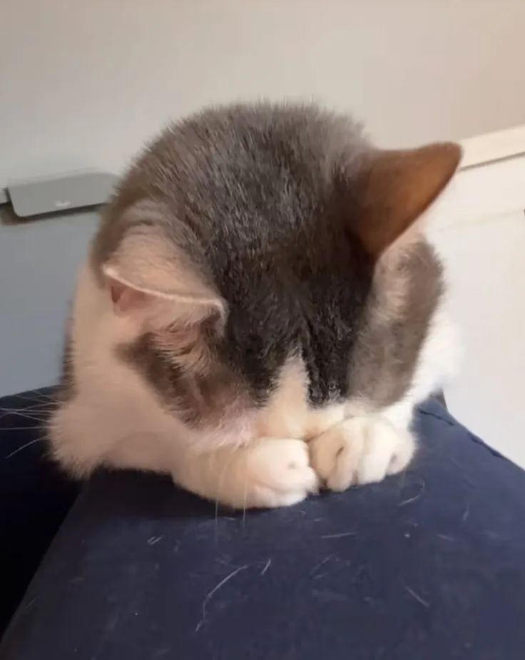 Meme hài mèo ôm đầu mất bình tĩnh vì âm thanh bất ngờ vang lên