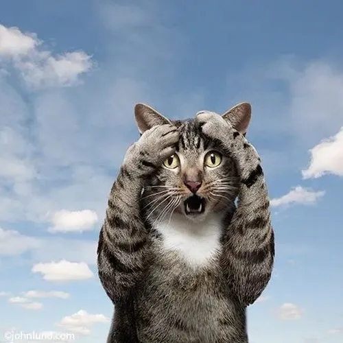 Meme hài mèo ôm đầu căng não khi cú sốc nhỏ bất ngờ bật ngửa