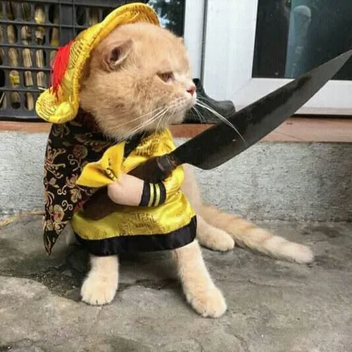 Hình troll mèo cầm dao liên hệ hành vi bảo vệ lãnh thổ