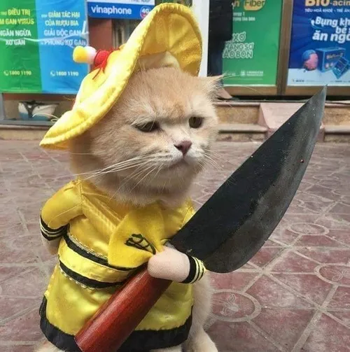 Meme chế mèo vung dao bầu diễn tả tâm lý cảnh giác