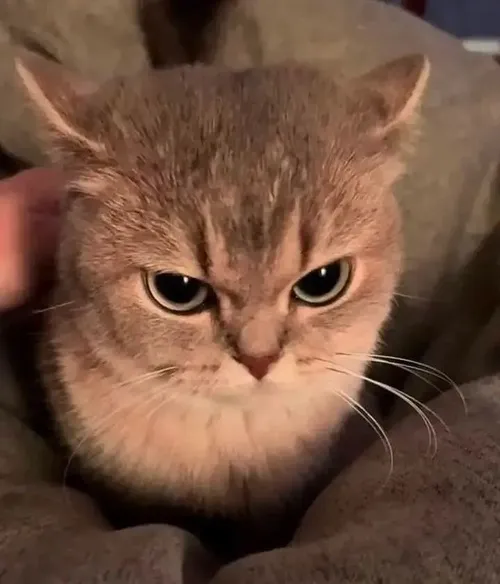 Meme hài mèo căng thẳng miêu tả phản xạ mạnh xuất hiện tức thì