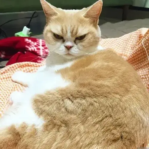 Bộ meme mèo tức giận siêu gắt cho mọi tình huống trái mood