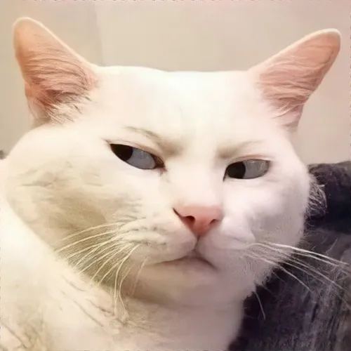 Hình chế meme vui chân mềm quạu cho thấy ánh mắt cáu kỉnh pha chút bất mãn