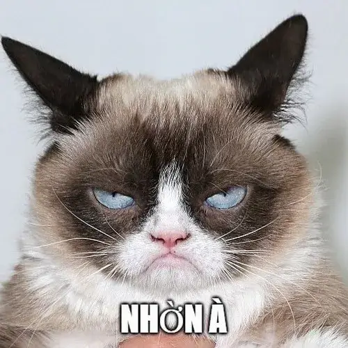 Hình chế meme vui mèo gắt gợi lườm nhẹ khi chủ gọi tên quá nhiều
