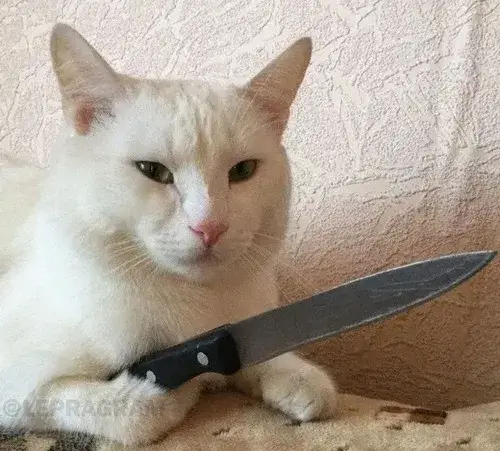 Meme chế mèo khó ở khắc họa nếp mặt nhăn cùng răng nhỏ đáng yêu