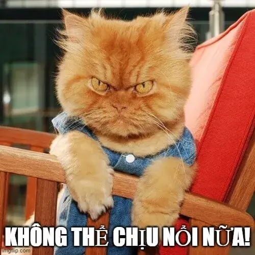 Ảnh troll mèo cáu nêu bộ lông dựng đứng khi bị làm phiền bất ngờ