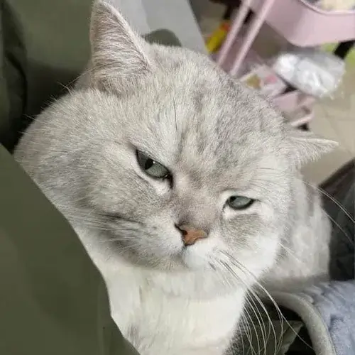 Meme chế mèo bị trêu ghi lại tai cụp nhẹ cùng phản ứng khá hài hước