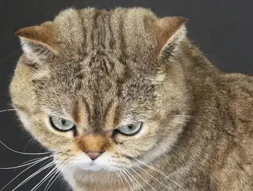 Ảnh chế mèo gắt mô tả mèo phản ứng khó chịu trong phòng khách