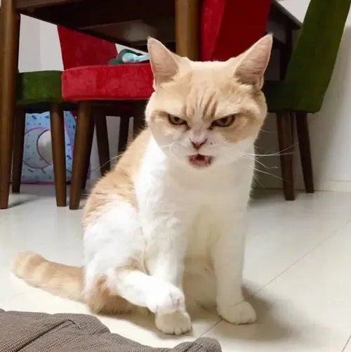 Meme chế mèo Munchkin ghi lại chồm người nhẹ như chuẩn bị phản đối