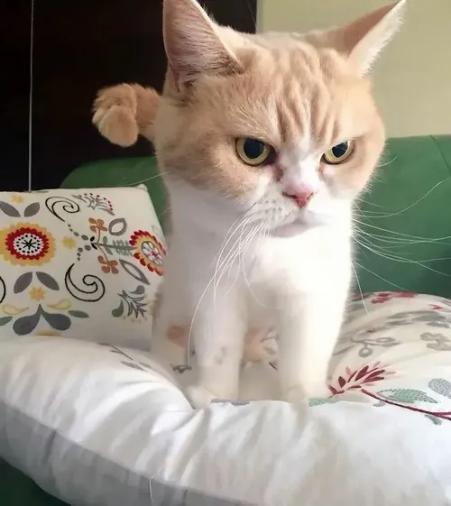 Ảnh vui mèo bực khắc họa bóng mắt sâu hơn mỗi lúc càng thêm giận