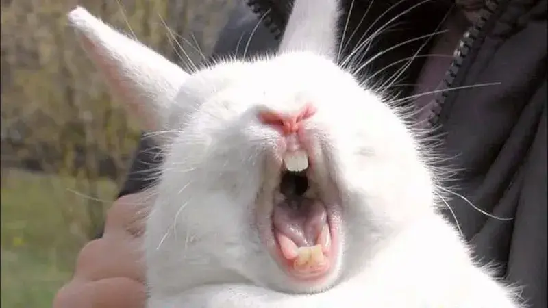 Mèo quay đầu lia lịa vì cảm giác có ai đó đang theo dõi.