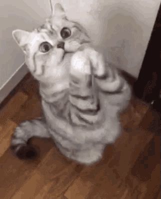 Mèo quỳ lạy nhẹ trước độ dở khó đỡ