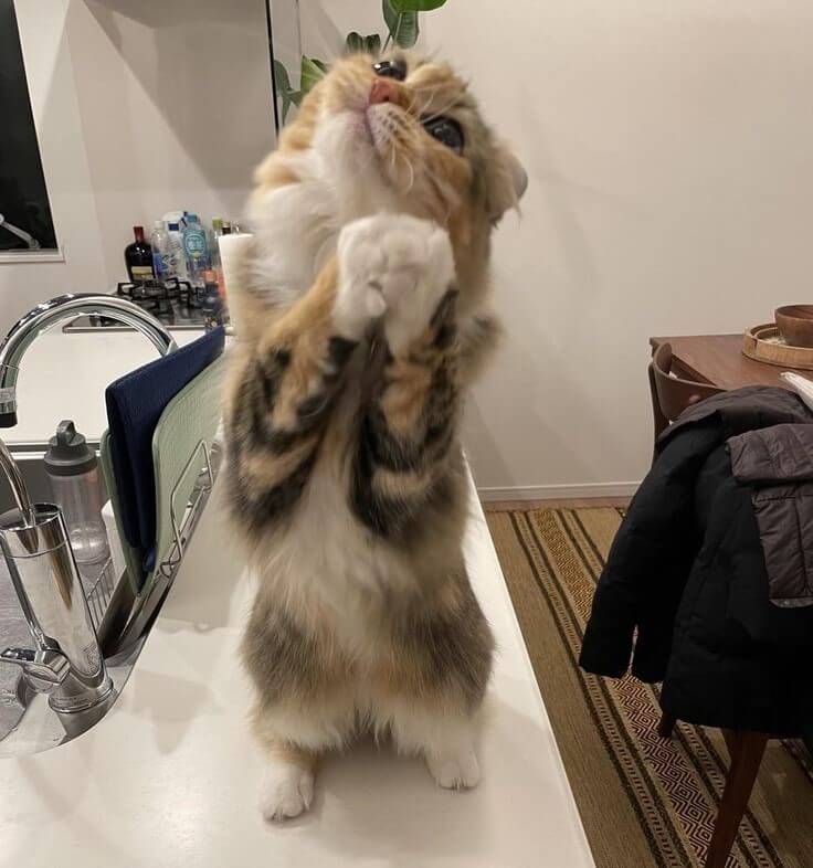 Chú mèo biểu cảm lạy cảm ơn đáng yêu