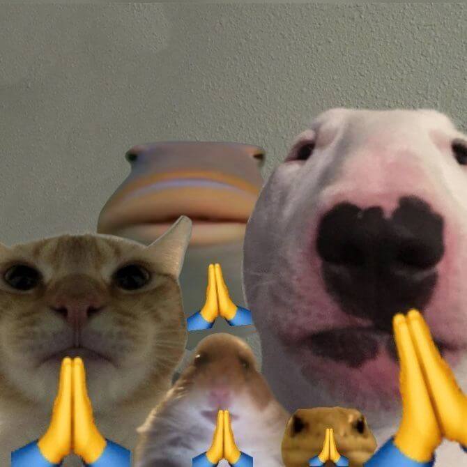 1 bầy mèo chắp tay lạy như lạy Phật