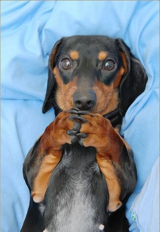 Chú chó biểu cảm chắp tay cảm ơn