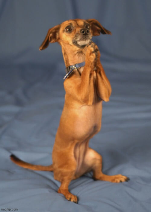 Chú chó đứng 2 chân, 2 chân trước chắp tay xin xỏ