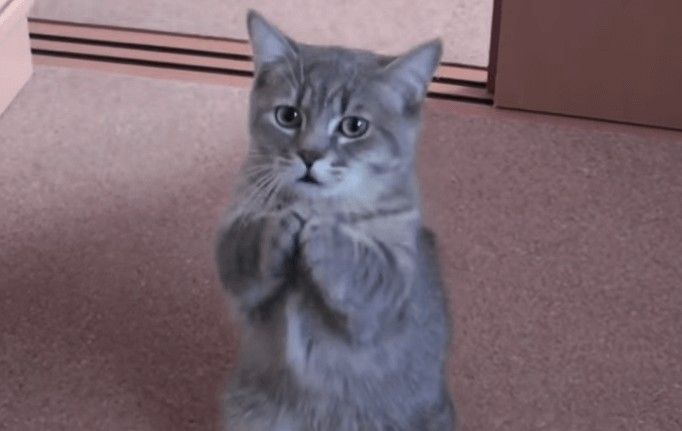 Mèo xám van xin tha thứ