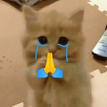 Mèo con rưng rưng nước mắt chắp tay lạy