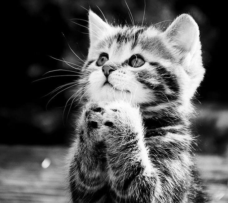 Mèo con chắp tay cầu nguyện