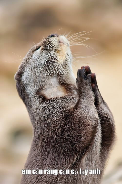 Chú rái cá chắp tay lạy