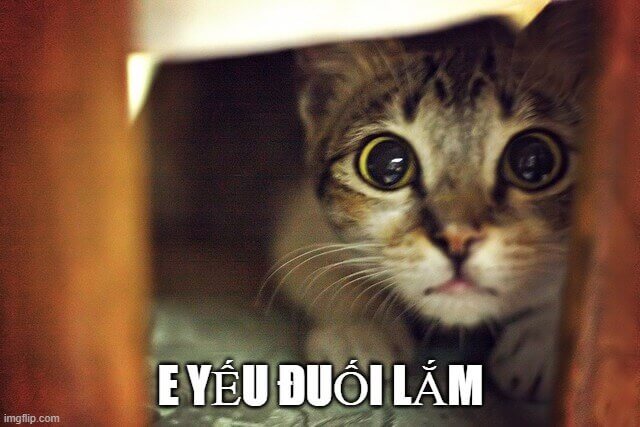 Mèo đang chill thì đời dí