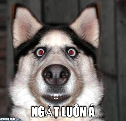 Chó Husky trốn sau rèm vì “không nghe không thấy”