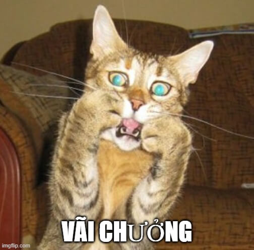 Nhìn mặt con mèo là biết thở không ra hơi