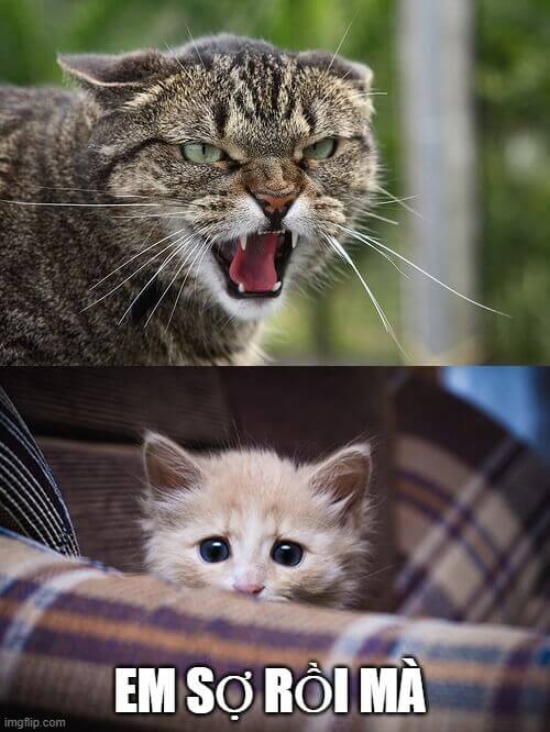 Mèo con sợ hãi: Em sợ rồi mà