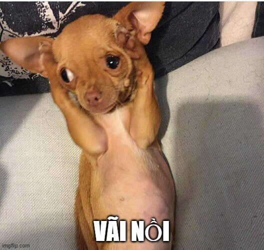 Chú chó hoảng như bị đòi nợ gấp