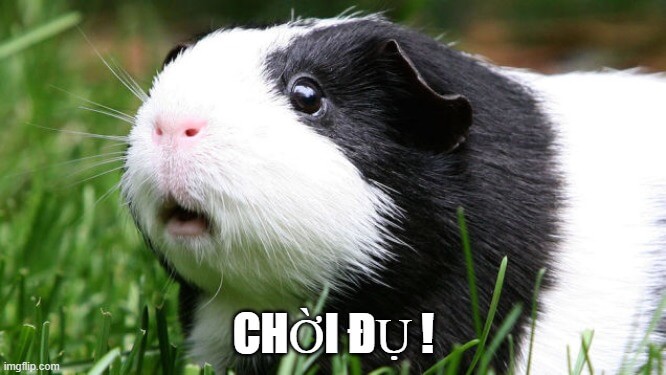 Gương mặt Capybara không giả tạo nổi sự sợ hãi