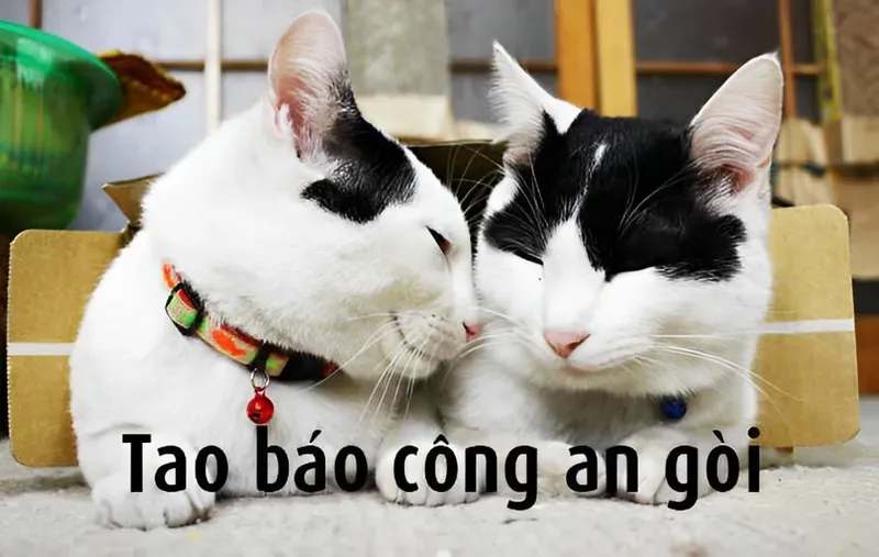 Hình bé con mặt nghiêm, caption “tao báo công an” đúng vibe meme huyền thoại.